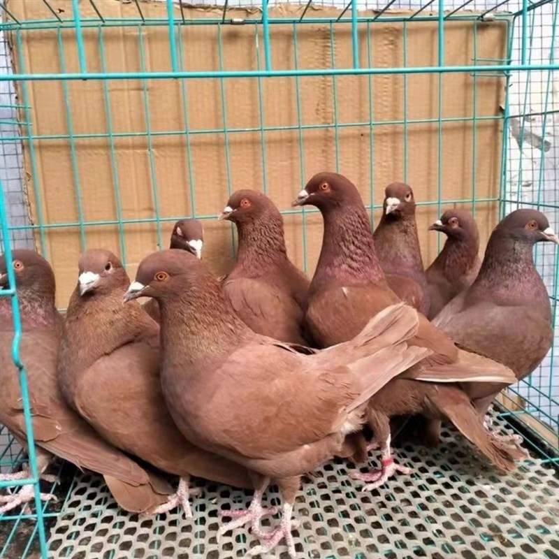 肉鸽信鸽下蛋鸽种鸽活体一对青年鸽阳台鸟活物鸽子高产鸽月月繁殖