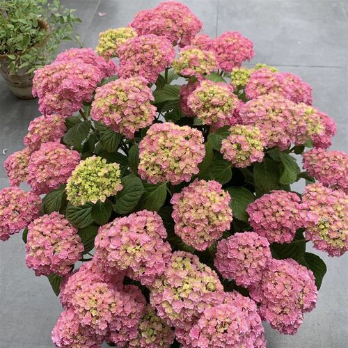太阳神殿大花绣球花老桩盆栽带花苞四季开花阳台庭院花园植物