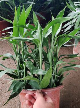 富贵竹转运竹水养水培植物室内客厅绿植花卉盆栽观音竹开运竹包邮