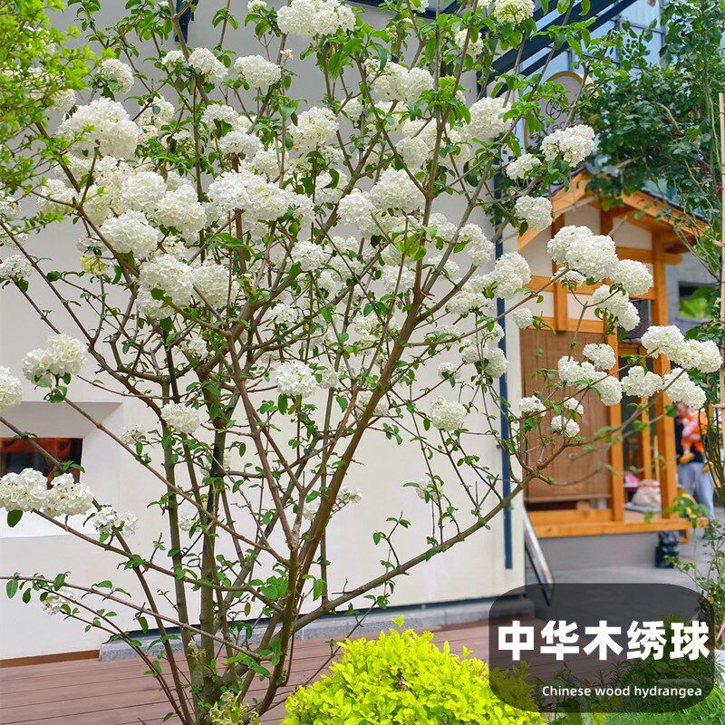 中华木本绣球树苗大花斗球白麻球庭院别墅耐寒盆栽绣球独杆棒棒糖