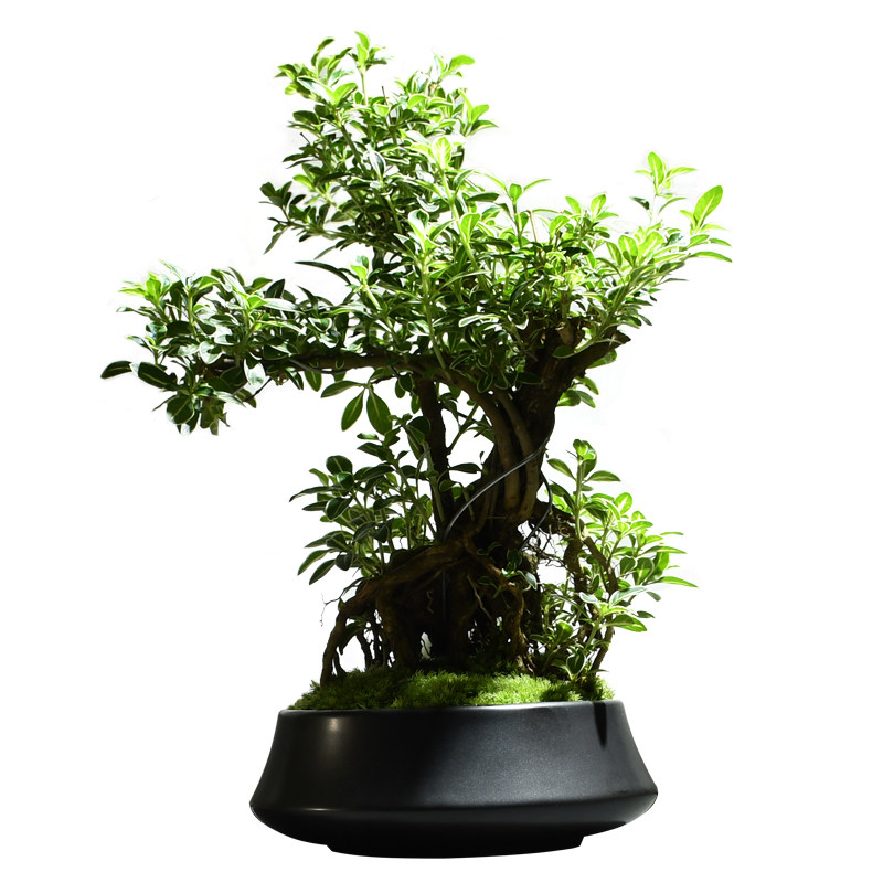 六月雪室内盆栽办公室造型绿植桌面好养盆景植物创意礼物摆件花卉
