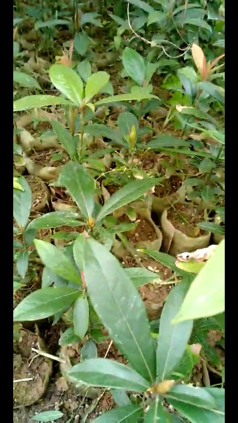 一万个包邮环保可降解不织布育苗袋树苗袋种植袋提高成活率布袋