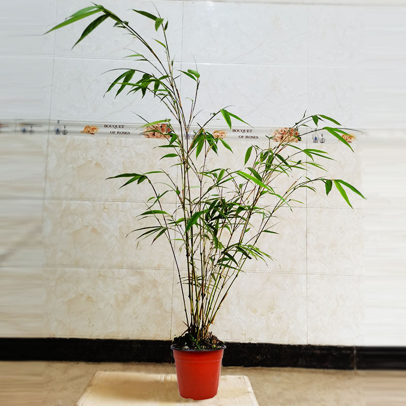 筇竹四方竹盆栽室内外绿化罗汉竹阳台庭院盆景花卉观赏矮化竹子苗