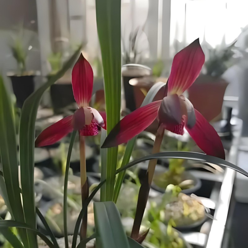 春兰大中华带花苞发货兰花盆栽花卉透气植物进口名贵裸根兰花苗