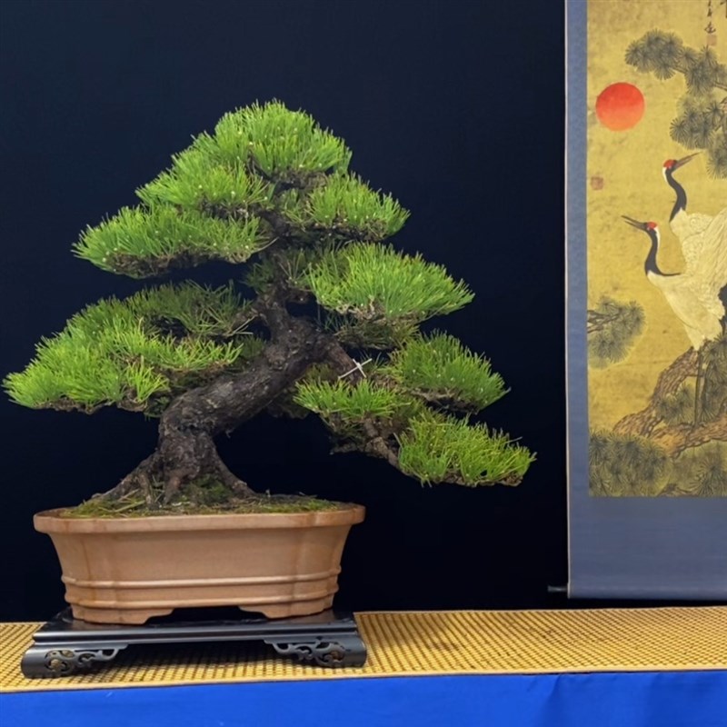 盆栽客厅罗汉松室内外摆放四季常青红芽珍珠植物老桩迎客松盆景