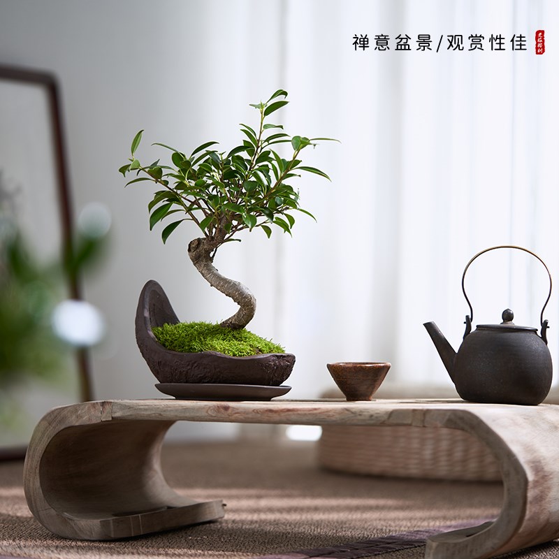 台湾室内榕树盆景老桩 带盆栽四季常青 悬崖造型植物适用阳台书房