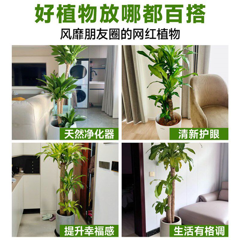 幸运巴西木室内大型绿植开花客厅办公室龙血树荷花铁植物落地盆栽