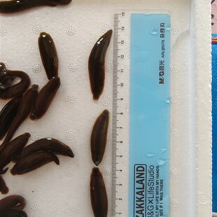 钓鱼蚂蝗水蛭活饵江团鮰鱼肥头儿黄辣丁黄骨鱼鲶鱼鳜鱼翘嘴饵料