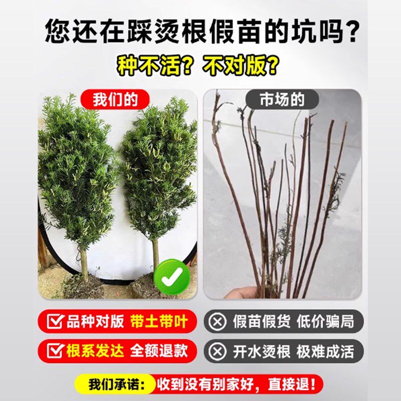 罗汉松庭院造型树老桩盆景迎客松真树黑松进口别墅罗汉松景观树