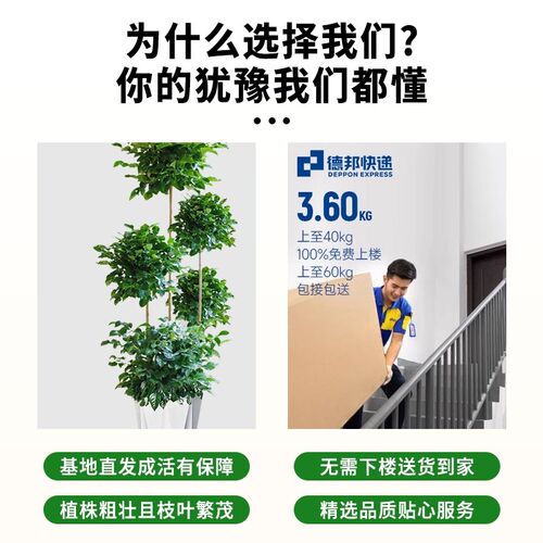 幸福树客厅盆栽大型绿植新年开业送礼乔迁办公室内好养大植物花卉