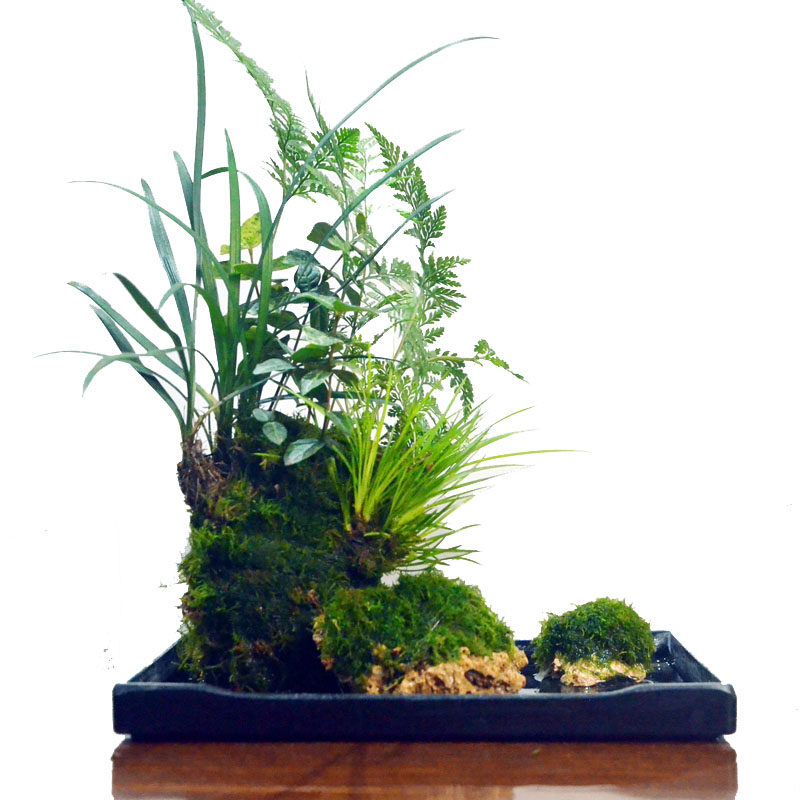 附石菖蒲草狼尾蕨吸水石上水石小盆景苔藓微景观水培植物绿植盆栽