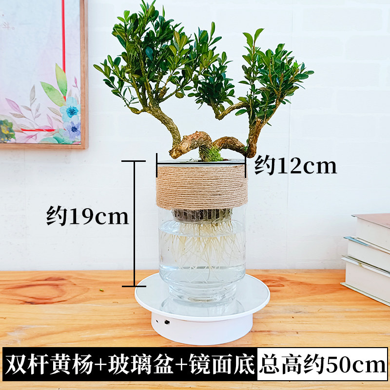 水培绿植物黄杨小盆栽造型树罗汉松盆景老桩水养办公室内好养四季