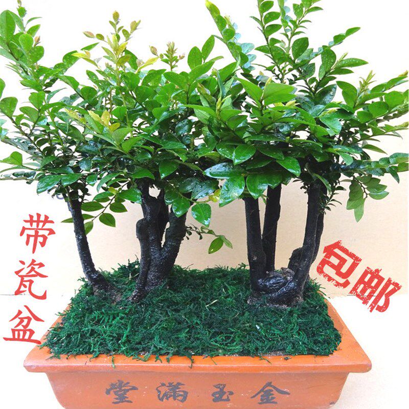 小叶紫檀盆栽树桩客厅室内绿植盆景摆件花卉四季常青带盆栽好包邮