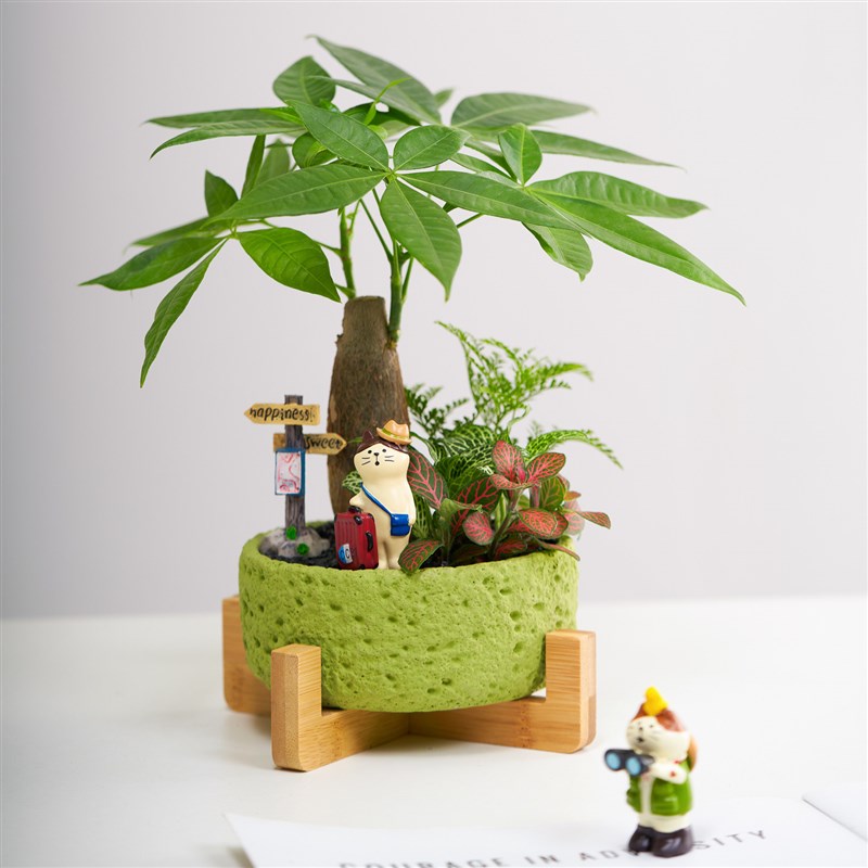 发财树盆栽招财绿植花卉办公室室内桌面好养盆景旺宅创意礼物摆件