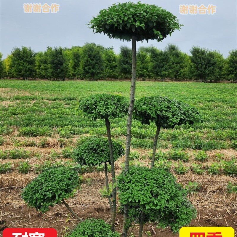 耐寒小叶女贞造型树庭院花园室外植物别墅绿化四季常青不落叶绿植