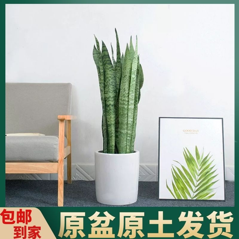银脉虎皮兰植物室内大型绿植吸甲醛盆栽客厅卧室净化空气大虎尾兰
