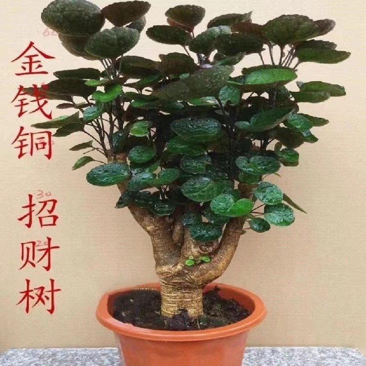 金钱兜盆栽大树老桩圆叶福禄桐盆景植物客厅室内四季常青绿植花卉