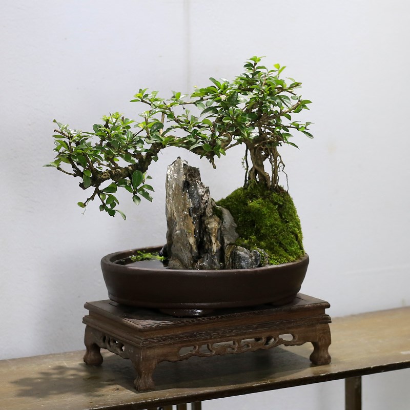 流水假山盆景植物福建茶造型老桩室内客厅办公室绿植桌面盆栽摆件
