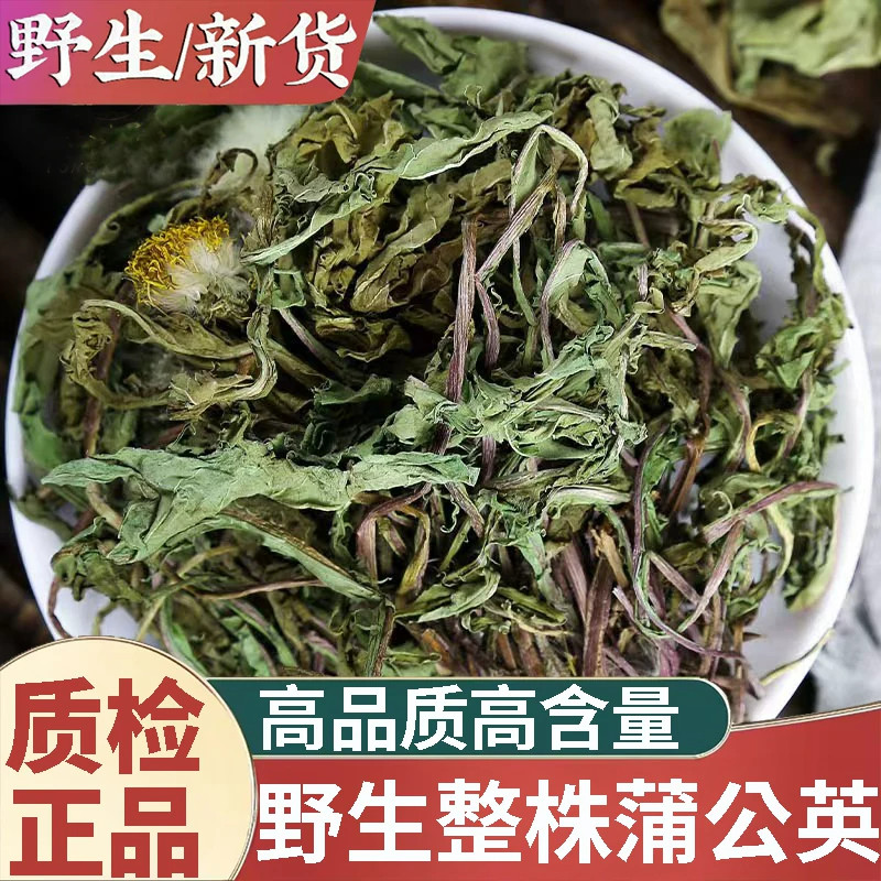 正品野生蒲公英整株中药材500g正宗蒲公英茶婆婆丁菊花决明子泡水