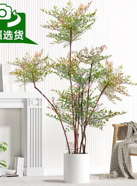 火焰南天竹盆栽客厅矮桩绿植大型室内真树苗办公室好养植物真花卉