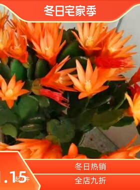 橘红色假昙花新品蟹爪兰橙色小昙花三月红室内外花期快过都开花了