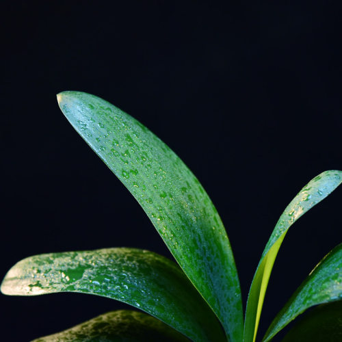 花卉君子兰盆栽室内客厅好养桌面绿植办公室茶桌装饰植物四季常青