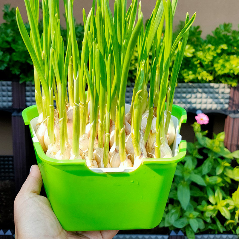 水培大蒜苗种葱神器豆芽菜种植盘绿色芽苗菜育苗盘无土栽培大蒜种