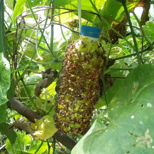 瑞丰黏王450毫升昆虫物理诱黏剂 天然胶粘剂防治柑橘针蜂与实蝇