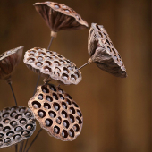 禅意中式 带籽大莲蓬干花真花干干花荷花花束风干天然干花家居摆设