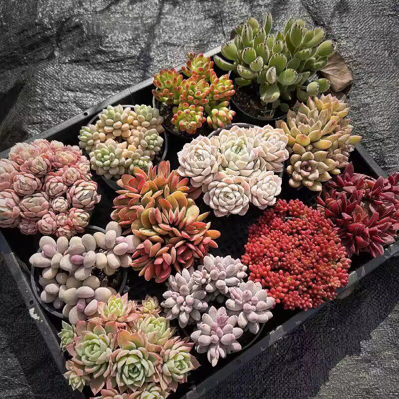 多肉植物组合套餐含盆带土大颗好养包邮室内贵货绿植盆栽花卉植物