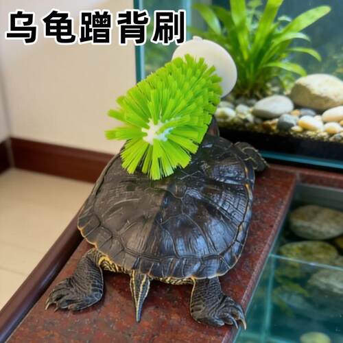 乌龟蹭背刷龟甲水龟清理吸盘式巴西龟甲壳清洁神器宠物磨背小刷子