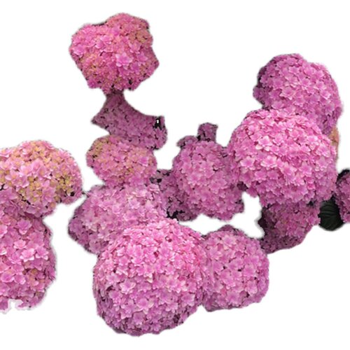 花花的小花圃2加大花绣球盆栽大海蓝无尽夏佳澄魔幻绣球绿植花卉