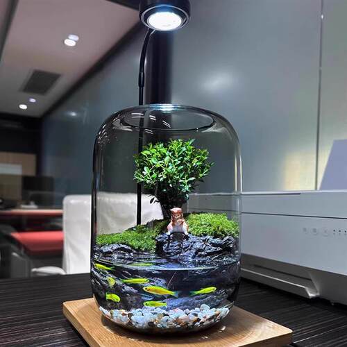 苔藓微景观生态瓶造景植物桌面微缩全套小型青苔森林雨林生态鱼缸