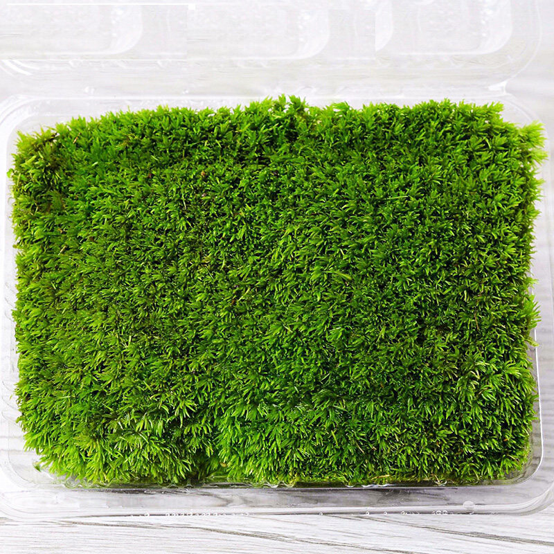 新鲜活白发藓 苔藓青苔趣味微景观造景 盆栽雨林缸创意diy装饰