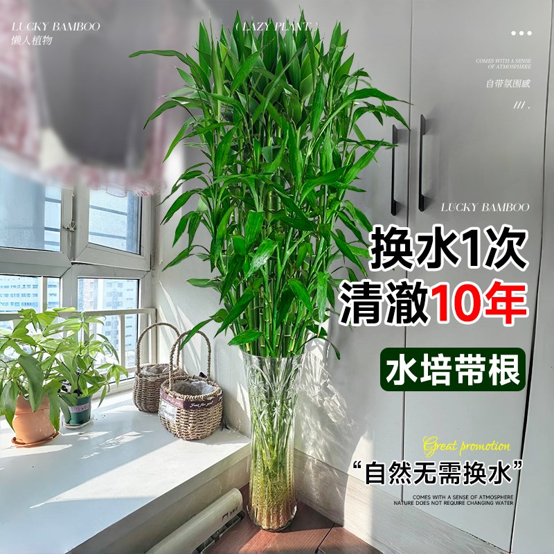 富贵竹水培植物客厅招财水养盆栽节节高粗杆室内好养绿植物