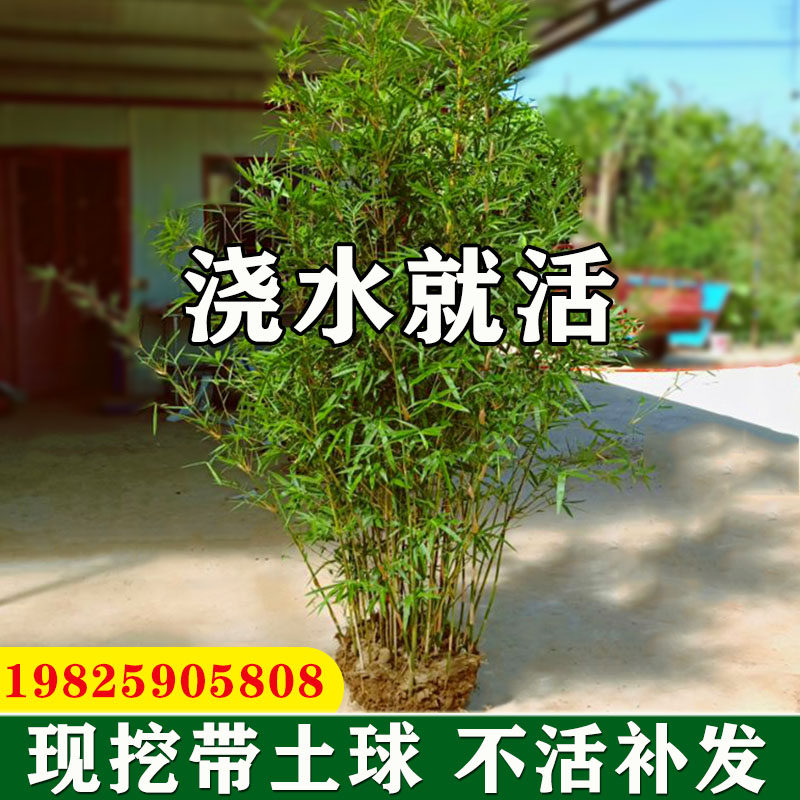 丛生慈孝竹苗盆栽绿植庭院室外小型观赏竹子苗耐寒四季青植物窝竹