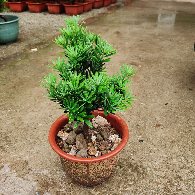 罗汉松盆景老桩真树造型菊花精品庭院小叶地栽花卉名贵苗木别墅