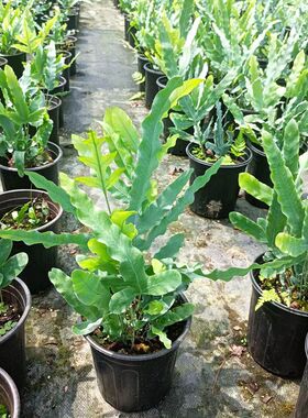 蕨类植物盆栽蓝星水龙骨蕨室内观叶耐阴耐热好养网红懒人植物包邮