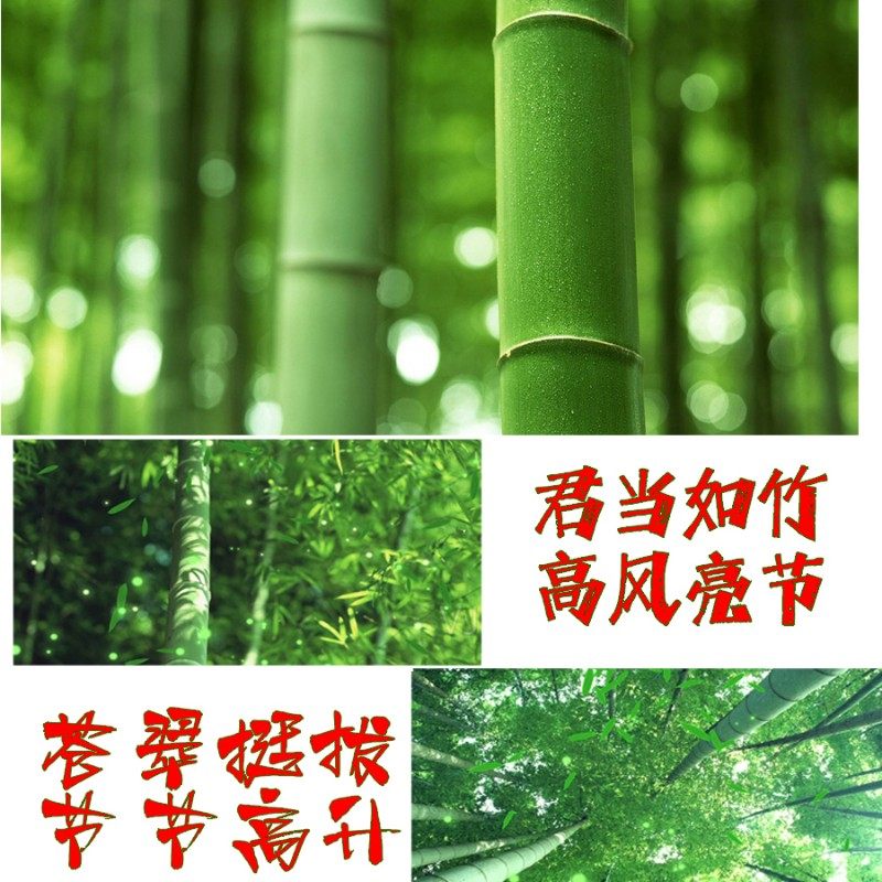 节节高升搬家新鲜竹子乔迁新居礼品平安竹喜事开业婚庆升考学用品