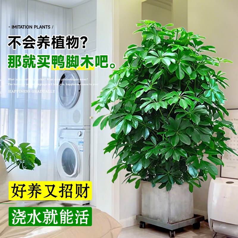 鸭脚木客厅大盆栽真绿植办公室内八方来财鸭掌木大型四季常青植物