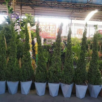 四季常青松柏树苗 龙柏苗 松树苗四季常 塔松树苗 圣诞树型 侧柏