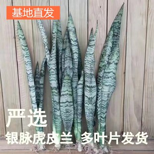 金边虎皮兰裸根绿植懒人好养易活植物大苗室内吸甲醛绿银脉虎尾兰