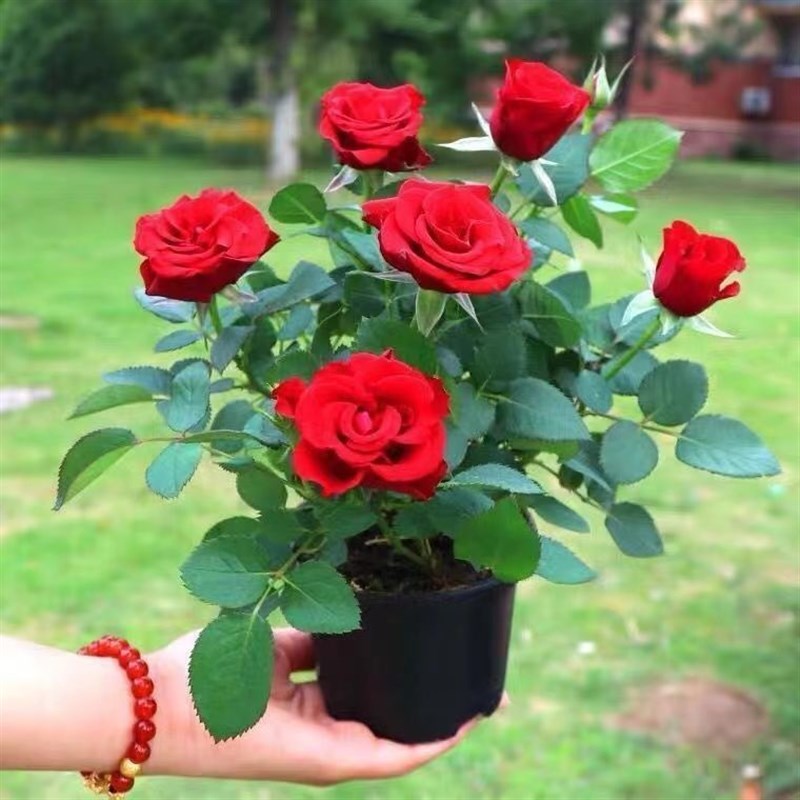玫瑰花苗盆栽带花苞四季花开室内外好养活的绿植物月季苗花卉大全图片