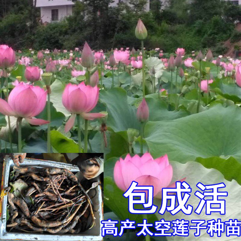 太空莲36号种苗莲子种苗莲藕种苗高产莲子苗观赏荷花苗红花莲种苗
