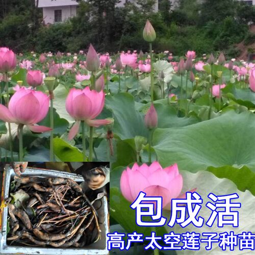 太空莲36号种苗莲子种苗莲藕种苗高产莲子苗观赏荷花苗红花莲种苗