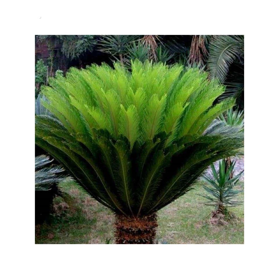 铁树公一对铁树盆栽地栽客厅室外庭院观赏绿植耐寒室内绿植厂家