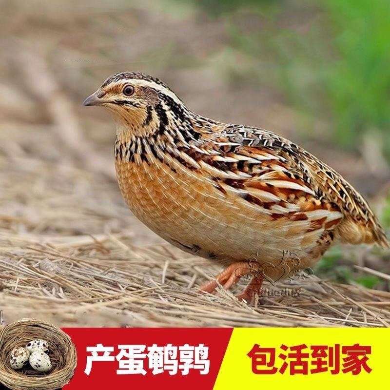 鹌鹑活苗青年产蛋王鹌鹑苗家养宠物鸡好养宠物鹌鹑包邮包下蛋包活