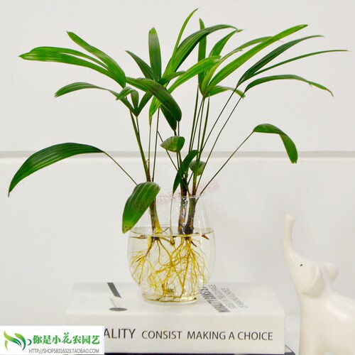 水培龟背竹盆栽室内桌面绿植花卉盆景植物小清新四季常青净化空气