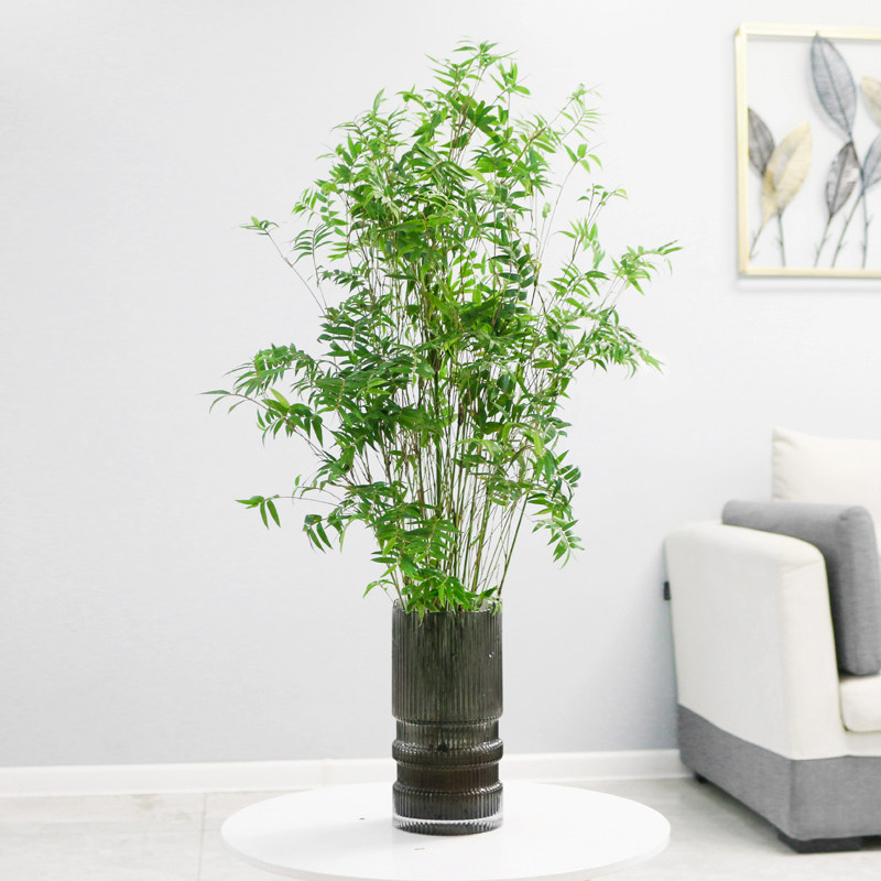 水培植物米竹室内盆栽富贵竹办公室盆景桌面绿植金明竹子四季好养