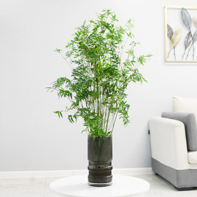水培植物米竹室内盆栽富贵竹办公室盆景桌面绿植金明竹子四季好养